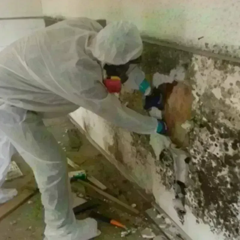 Mold Remediation and Removal in Palm Valley, TX